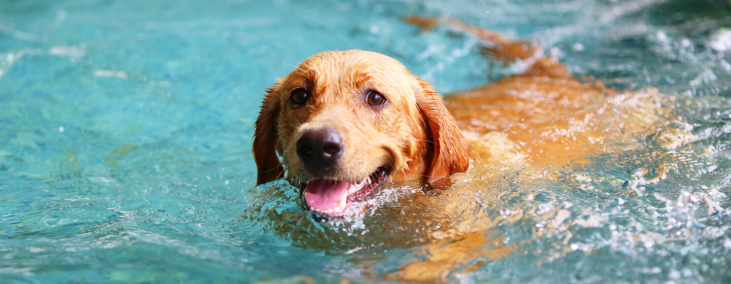 Dog swimming